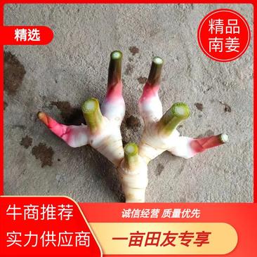 广西红皮南姜品质保证诚信经营欢迎联系接商超市场电商