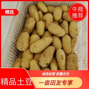 精品优质土豆大量上市品质保证诚信经营一手货源欢迎采购