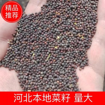 精品油菜籽货源充足水份低出油率高欢迎来电