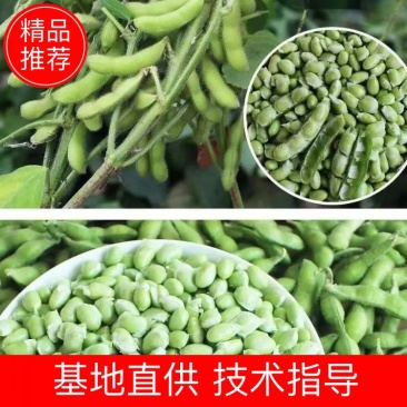 大夹翠绿宝毛豆大量上市了！质量好！整理加工包装一条龙服务
