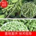 大夹翠绿宝毛豆大量上市了！质量好！整理加工包装一条龙服务