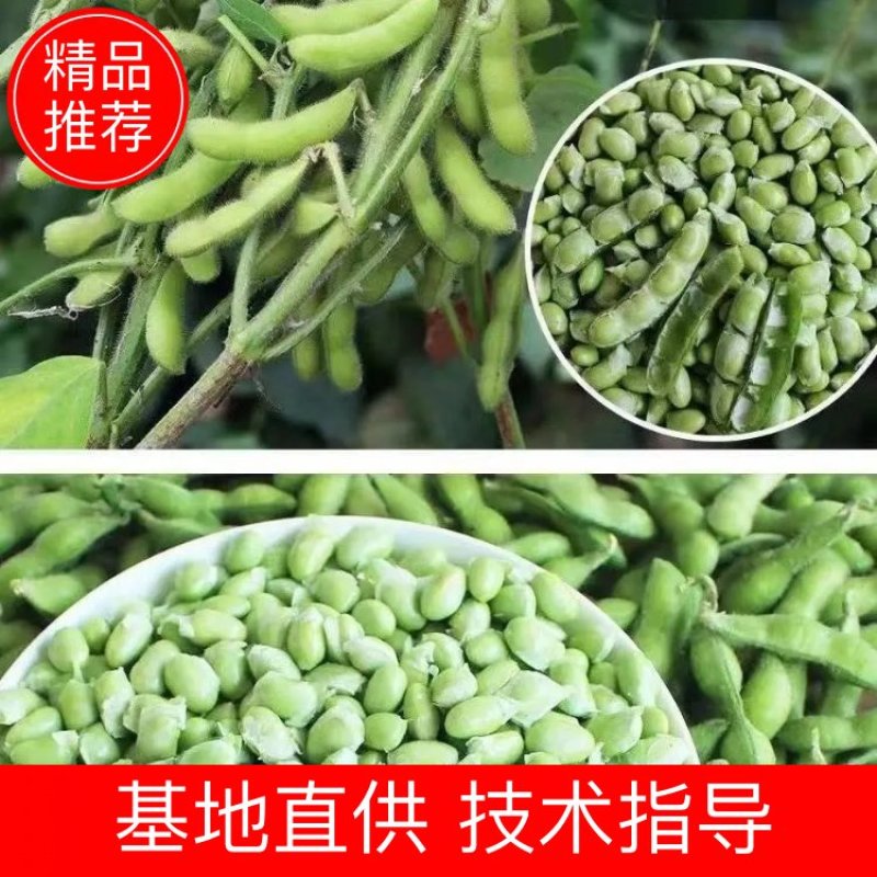 大夹翠绿宝毛豆大量上市了！质量好！整理加工包装一条龙服务