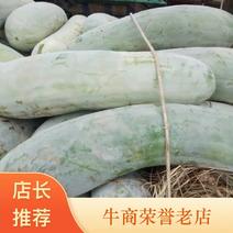 《精品推荐》湖北精品白皮东瓜大量上市！每天出货十万斤！