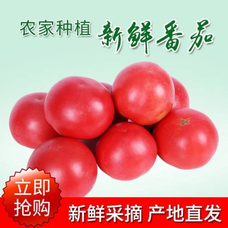 山东菏泽硬粉西红柿，量大从优，大量批发，欢迎全国采购