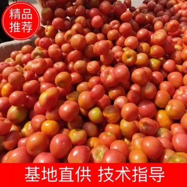 山东菏泽精品西红柿产地直供大量有货对接市场批发欢迎采购