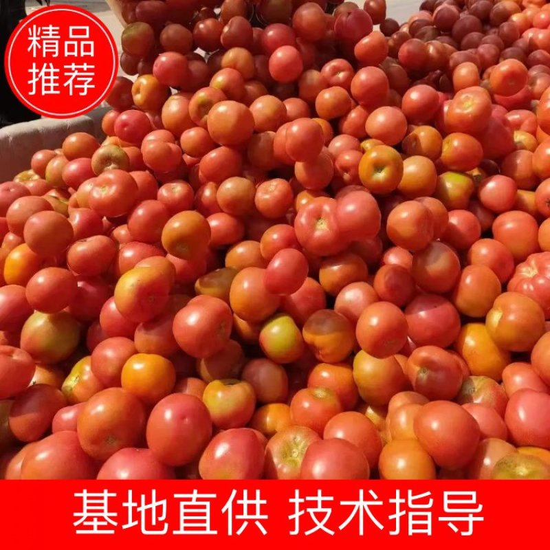 山东菏泽精品西红柿产地直供大量有货对接市场批发欢迎采购