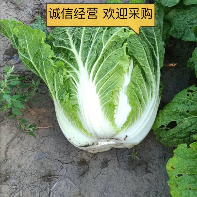 吉林黄心白菜大量上市基地直供诚信经营欢迎采购