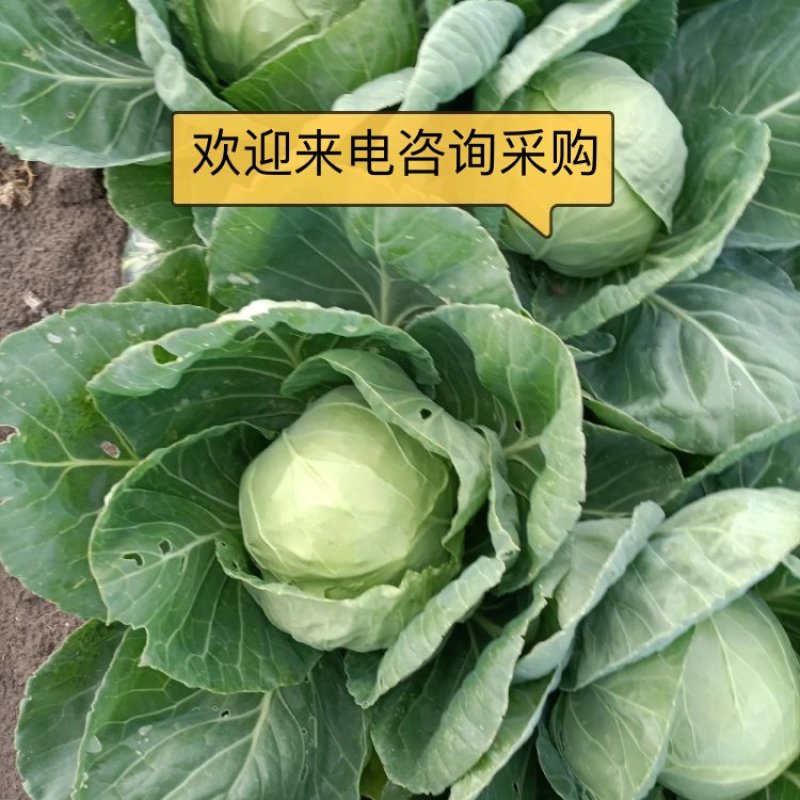 甘蓝圆包菜吉林自产自销诚信经营有意者可电话联系