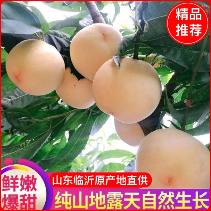 『现摘』山东沂水白桃水蜜桃沂蒙山鲜桃直发欢迎咨询看货