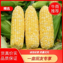 【精品】湖北太阳花玉米，甜玉米，量大质优，对接全国市场