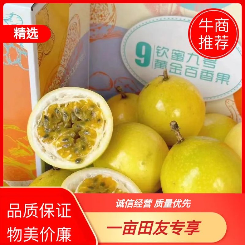 广东阳西海砂地钦蜜9号大量上市中