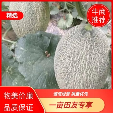 哈密瓜，大量有货，视频看货，诚信为本，欢迎光临