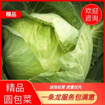 【热卖中】精品甘蓝包菜货源充足量大商超品质可承接各大平台