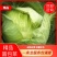 【热卖中】精品甘蓝包菜货源充足量大商超品质可承接各大平台