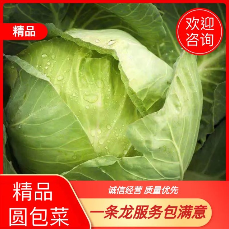 【热卖中】精品甘蓝包菜货源充足量大商超品质可承接各大平台