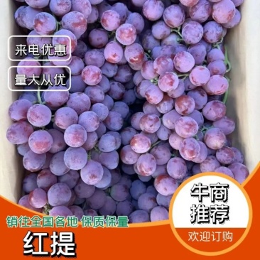贵州优质红提产地直发一手货源价格优惠欢迎选购