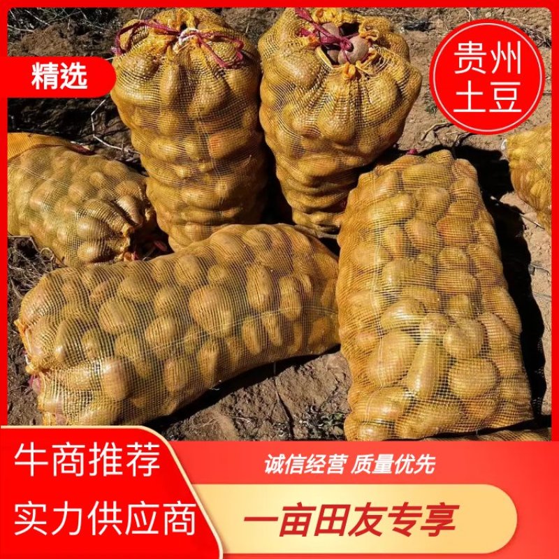 黄心土豆贵州土豆蔬菜基地欢迎各地老板联系