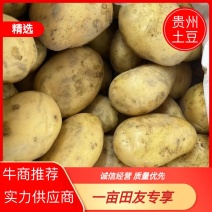 黄心土豆贵州土豆蔬菜基地欢迎各地老板联系