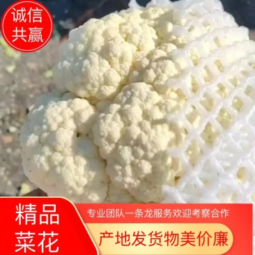 【荐】精品菜花量大质优物美价廉一条龙服务欢迎考察洽谈