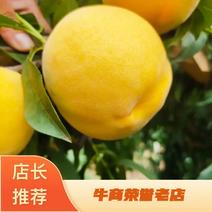 陕西精品黄桃产地价格批发，一手货源，质量保证