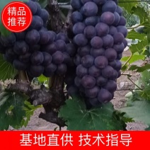 陕西葡萄精品夏黑葡萄产地价格批发颗粒大口感纯甜