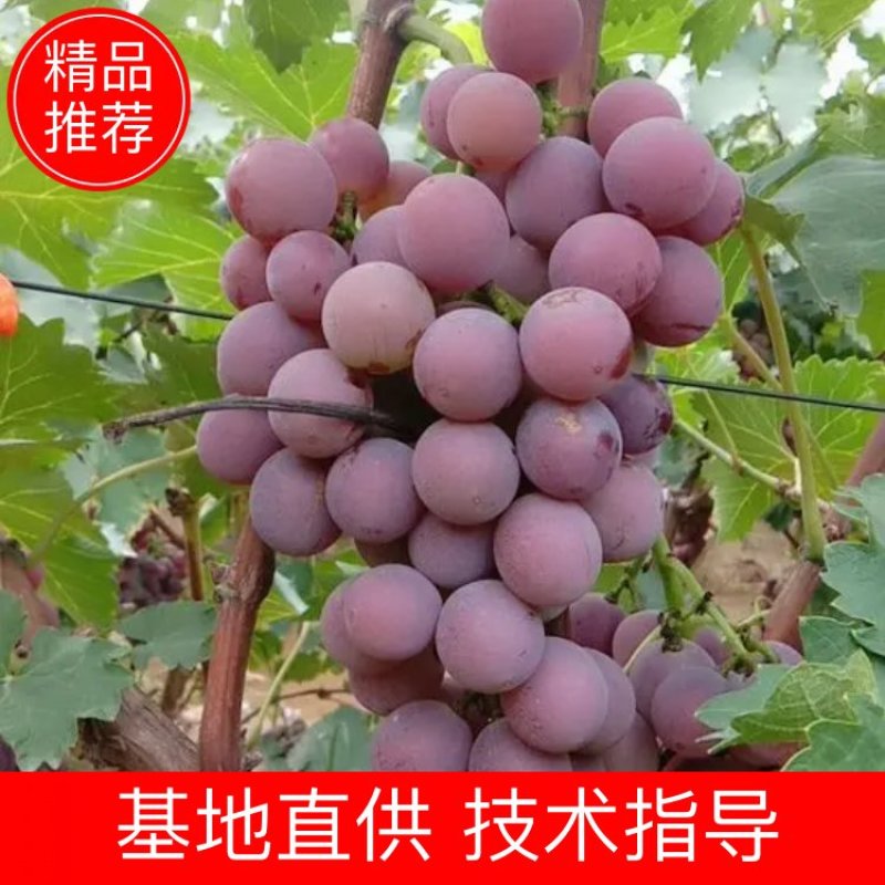 （优选推荐）河北巨峰葡萄大量上市有需要的老板联系可视频看货