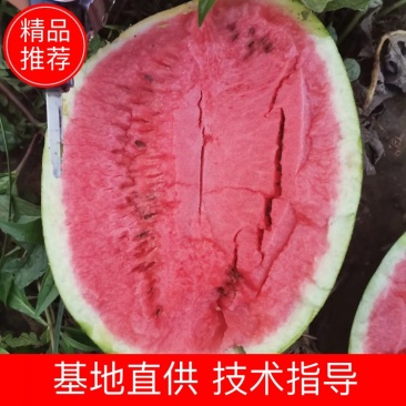 一手货源甜王西瓜大棚小弓棚西瓜大量上市