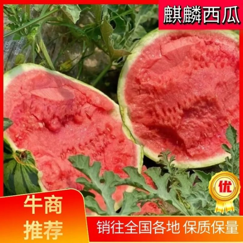 冰糖麒麟西瓜/麒麟西瓜/8424西瓜质量上乘！量大从优