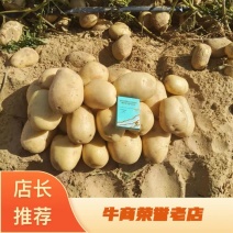 陕西渭南精品土豆大量上市实验土豆规格齐全产地一手货源