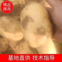 陕西土豆靖边实验一号土豆大量上市全国发货