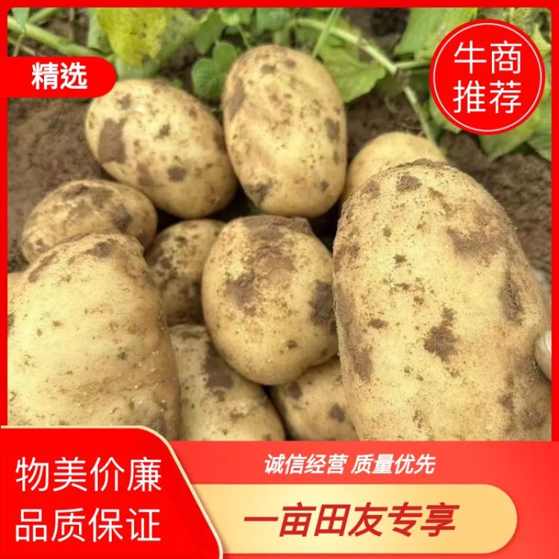 陕西沙地土豆沃土5号，个头均匀，颜色漂亮量大从优，视