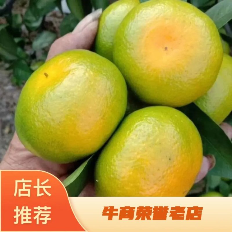 【精】云南柑桔玉溪特早蜜橘产地直发保质保量欢迎来电咨询