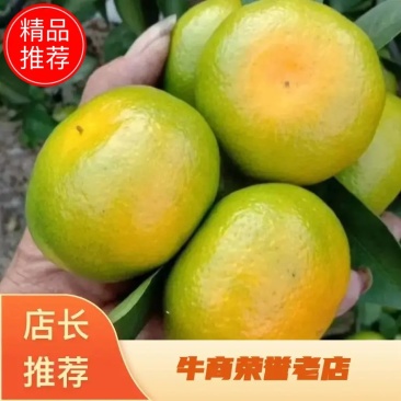 【精】云南柑桔玉溪特早蜜橘产地直发保质保量欢迎来电咨询