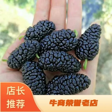 （推荐）河北黑珍珠桑椹干自产自销，自然晾晒，热卖中！欢迎选购