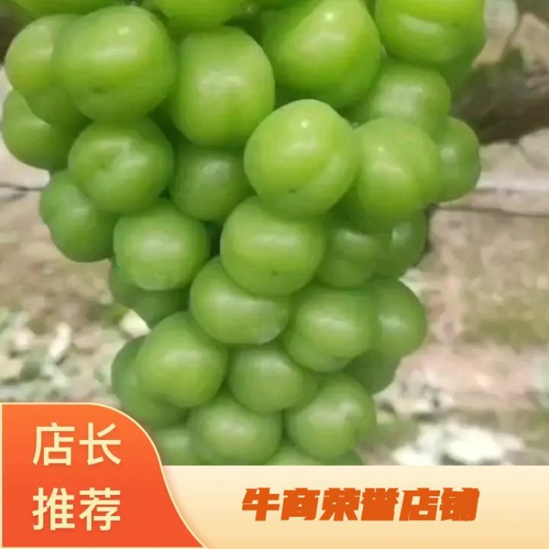 湖南常德千亩阳光玫瑰园，颗粒饱满，大小均匀，七月中旬上市