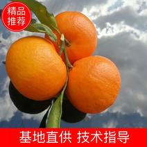 云南宾川高原精品沃柑，场地直供大量有货，丑橘，各种柑橘