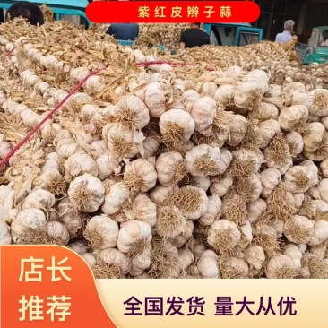 山东紫红皮辨子蒜蒜种丶独头蒜种产地直供欢迎来电