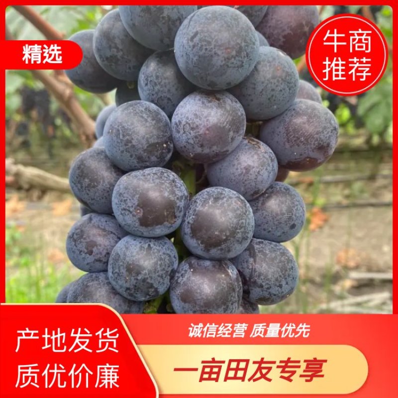 四川巨蜂葡萄、夏黑葡萄现货对接电商市场