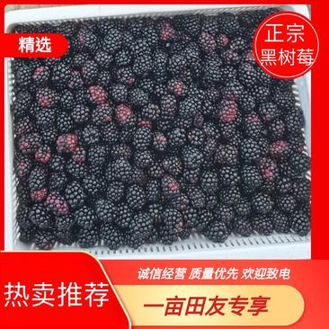 [热卖]贵州黑树莓产地直发全国发货可视频看货