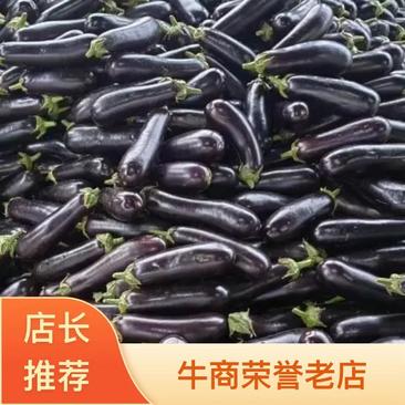 兰陵县长茄精品黑宝茄子保质保量对接全国市场等量大优惠