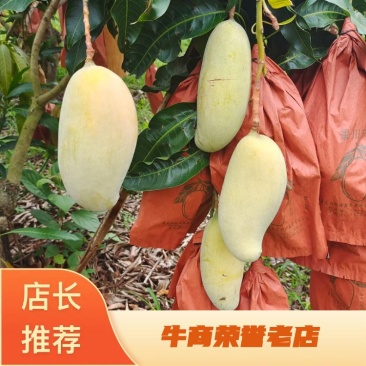 云南普洱镇糖度高，香位浓镇沅晚熟芒果（甜度24度）