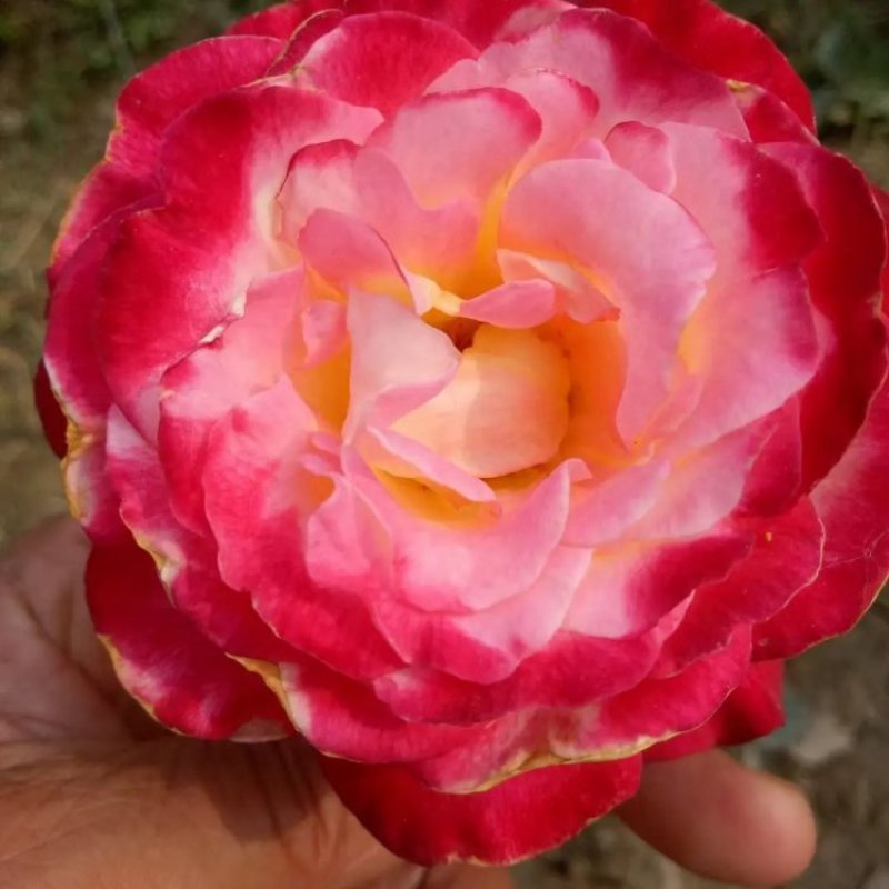 月季花门月季花造型提供技术指导造型指导欢迎来电咨询