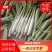 精品美人茭，单季茭，晚茭，品种齐全价格实惠