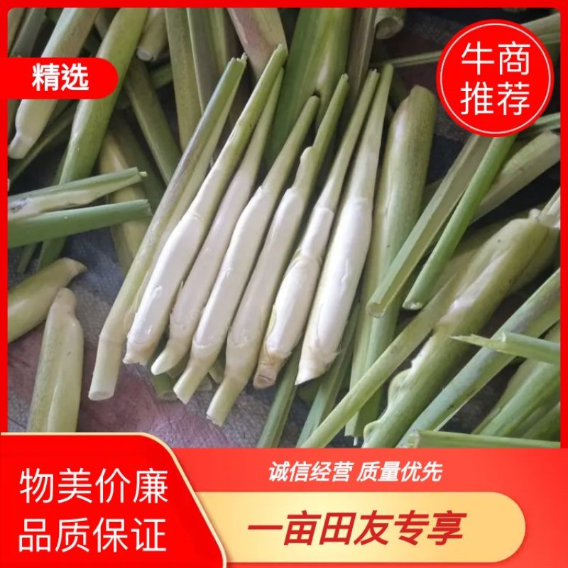 精品美人茭，单季茭，晚茭，品种齐全价格实惠
