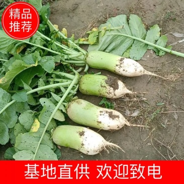 【精品】青萝卜大量供应，一手货源，产地直发，价格优惠