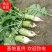 【精品】青萝卜大量供应，一手货源，产地直发，价格优惠
