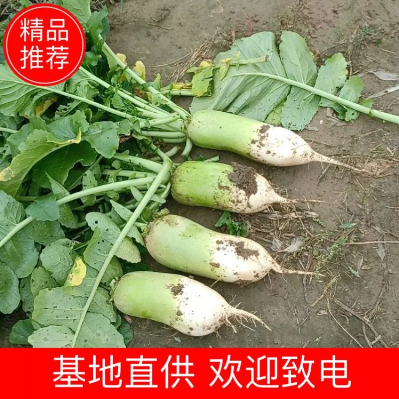 【精品】青萝卜大量供应，一手货源，产地直发，价格优惠