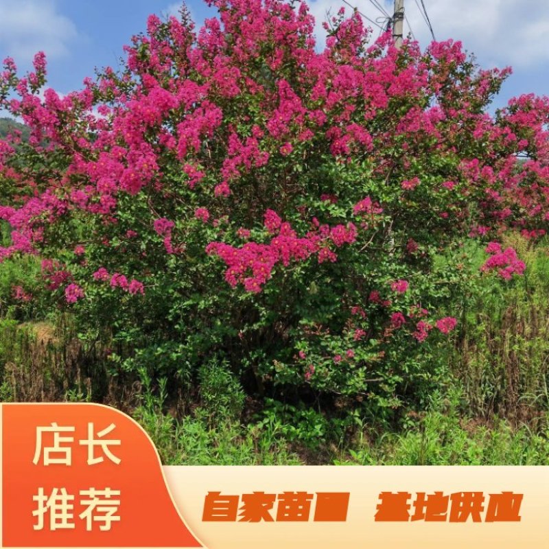 丛生紫薇，高度2---5米，自家苗圃基地供应