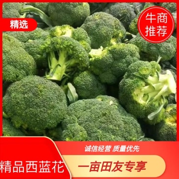 西兰花货源充足品质保证电商批发无中间商价格可议