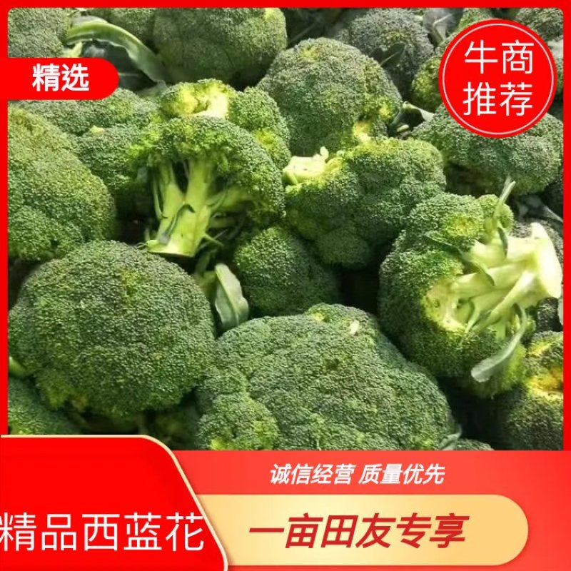 西兰花货源充足品质保证电商批发无中间商价格可议